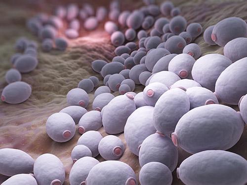 Candida fungi