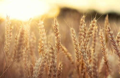 What does my coeliac disease blood test mean?