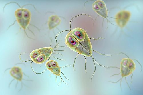 Giardia parasites