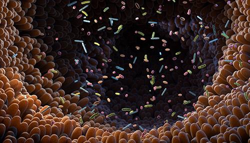 What do stool samples test for?