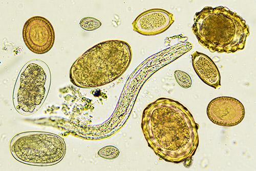 Helminth worm eggs