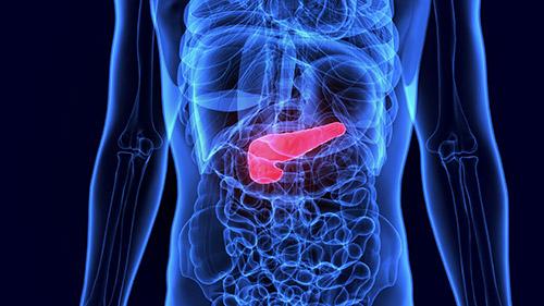 Human pancreas