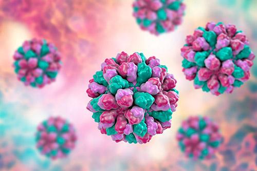 Norovirus virus