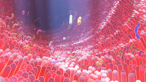 The gut microbiome