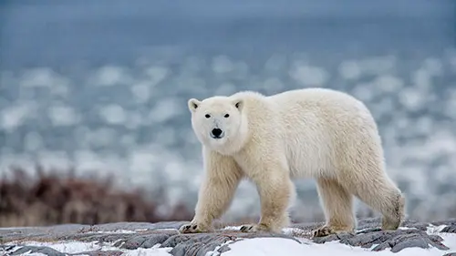Polar bear meditation.